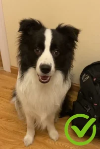 custom pet portrait